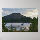 Bull Moose, Sunrise, Sprague Lake, Colorado Poster (Vorne)