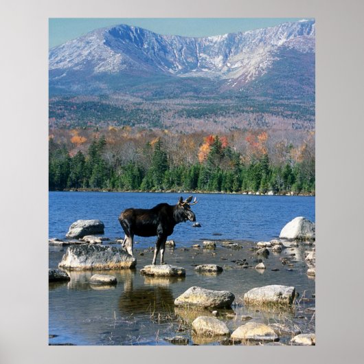 Bull Moose und der Berg Katahdin Poster (Vorne)