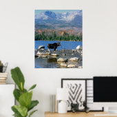 Bull Moose und der Berg Katahdin Poster (Heimbüro)