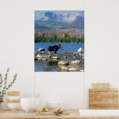 Bull Moose und der Berg Katahdin Poster (Küche)