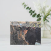 Bull Postkarte (Stehend Vorderseite)