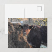 Bull Postkarte (Vorne/Hinten)