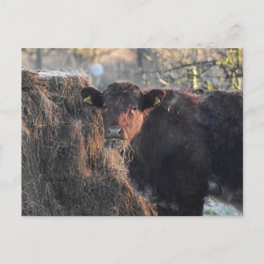 Bull Postkarte (Vorderseite)