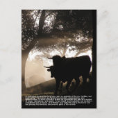 Bull Postkarte (Vorderseite)