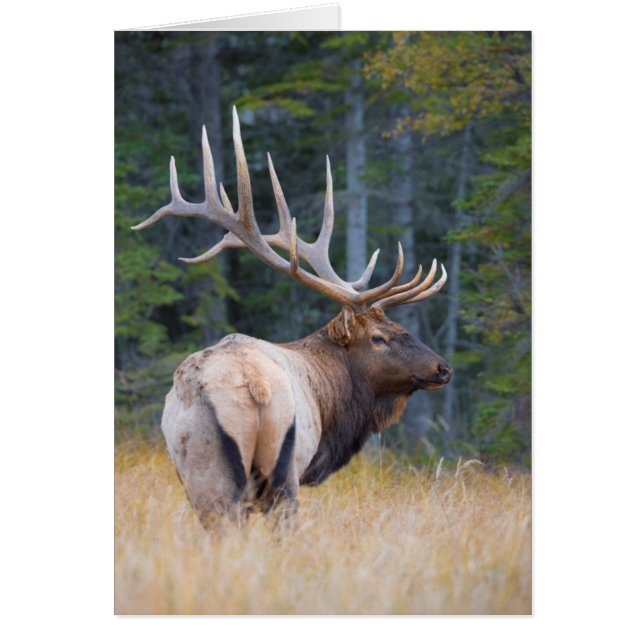 Bull Rocky Mountain Elk (Vorne)