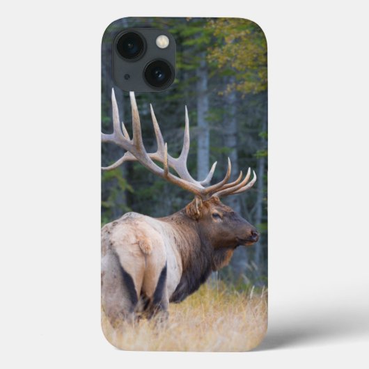 Bull Rocky Mountain Elk Case-Mate iPhone Hülle (Rückseite)