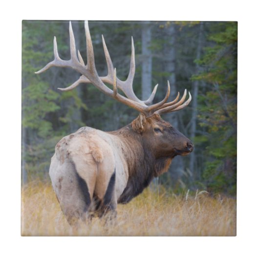 Bull Rocky Mountain Elk Fliese (Vorderseite)