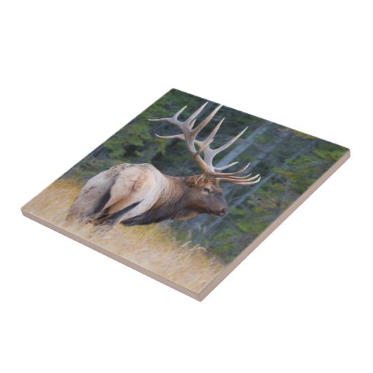 Bull Rocky Mountain Elk Fliese (Seite)