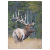 Bull Rocky Mountain Elk Klemmbrett (Rückseite)