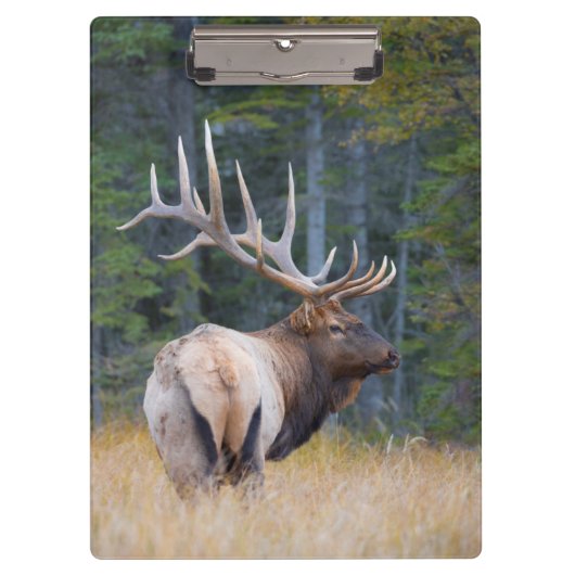 Bull Rocky Mountain Elk Klemmbrett (Vorderseite)
