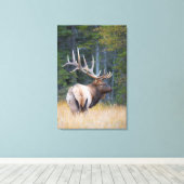 Bull Rocky Mountain Elk Leinwanddruck (Insitu (Holzboden))