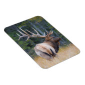Bull Rocky Mountain Elk Magnet (Rechte Seite)