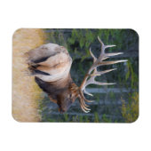 Bull Rocky Mountain Elk Magnet (Horizontal)