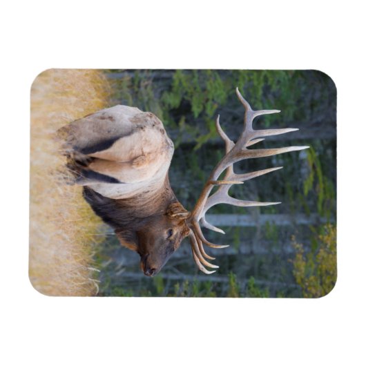 Bull Rocky Mountain Elk Magnet (Horizontal)