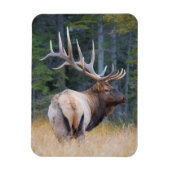 Bull Rocky Mountain Elk Magnet (Vertikal)