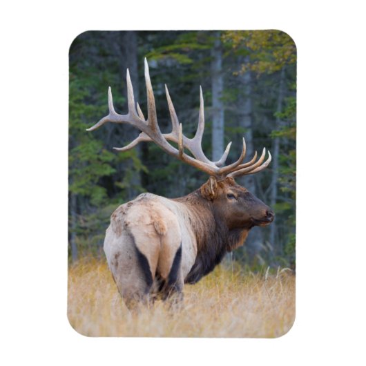 Bull Rocky Mountain Elk Magnet (Vertikal)