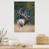 Bull Rocky Mountain Elk Poster (Küche)