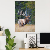 Bull Rocky Mountain Elk Poster (Heimbüro)