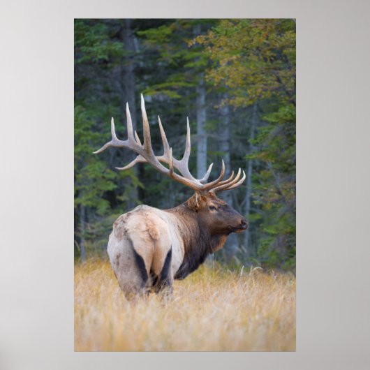 Bull Rocky Mountain Elk Poster (Vorne)