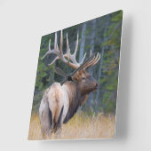Bull Rocky Mountain Elk Quadratische Wanduhr (Winkel)