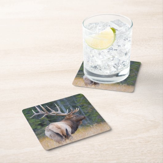 Bull Rocky Mountain Elk Rechteckiger Pappuntersetzer (Vor Ort)