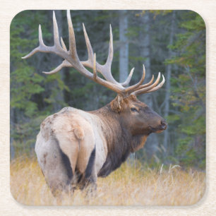 Bull Rocky Mountain Elk Rechteckiger Pappuntersetzer