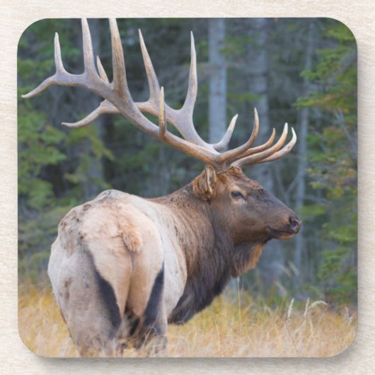 Bull Rocky Mountain Elk Untersetzer (Vorderseite)