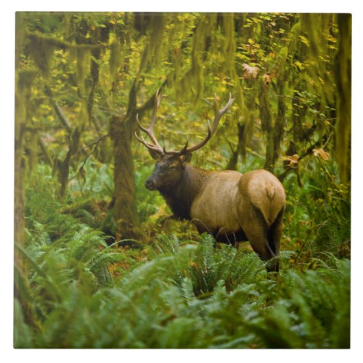 Bull Roosevelt-Elch Fliese (Vorderseite)