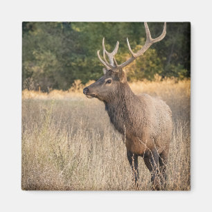 Bull Roosevelt-Elch im Gras   Washington State Magnet