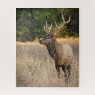 Bull Roosevelt-Elch im Gras   Washington State Puzzle