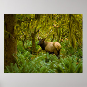 Bull Roosevelt-Elch Poster