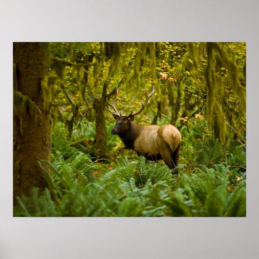 Bull Roosevelt-Elch Poster (Vorne)