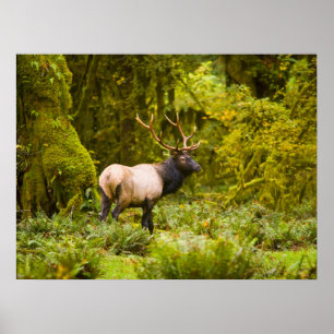 Bull Roosevelt-Elch steht auf einer Wiese Poster