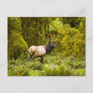 Bull Roosevelt-Elch steht auf einer Wiese Postkarte