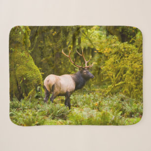Bull Roosevelt-Elch steht auf einer Wiese Sherpadecke