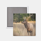 Bull Roosevelt Elk im Gras | Washingtoner Staat Magnet (Vorderseite/Rückseite)