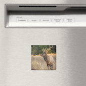 Bull Roosevelt Elk im Gras | Washingtoner Staat Magnet (In Situ (Geschirrspüler))