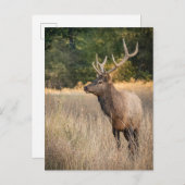 Bull Roosevelt Elk im Gras | Washingtoner Staat Postkarte (Vorne/Hinten)