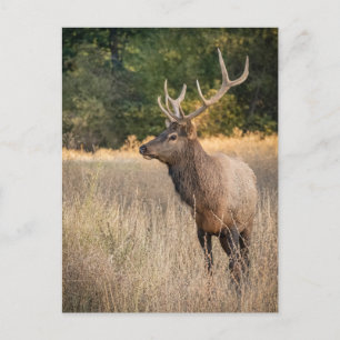 Bull Roosevelt Elk im Gras   Washingtoner Staat Postkarte