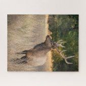 Bull Roosevelt Elk im Gras | Washingtoner Staat Puzzle (Horizontal)