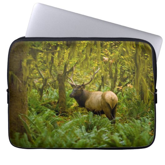Bull Roosevelt Elk Laptopschutzhülle (Vorderseite)