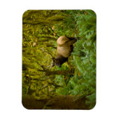 Bull Roosevelt Elk Magnet (Vertikal)