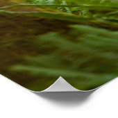 Bull Roosevelt Elk Poster (Ecke)