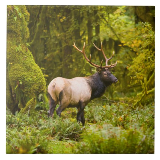Bull Roosevelt Elk Stehend auf Wiese Fliese (Vorderseite)