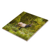 Bull Roosevelt Elk Stehend auf Wiese Fliese (Seite)