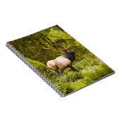 Bull Roosevelt Elk Stehend auf Wiese Notizblock (Rechte Seite)