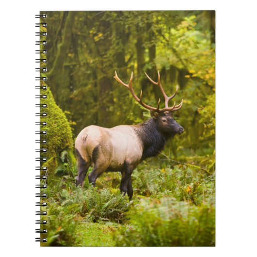 Bull Roosevelt Elk Stehend auf Wiese Notizblock (Vorderseite)
