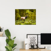 Bull Roosevelt Elk Stehend auf Wiese Poster (Heimbüro)