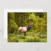 Bull Roosevelt Elk Stehend auf Wiese Postkarte (Vorne/Hinten)