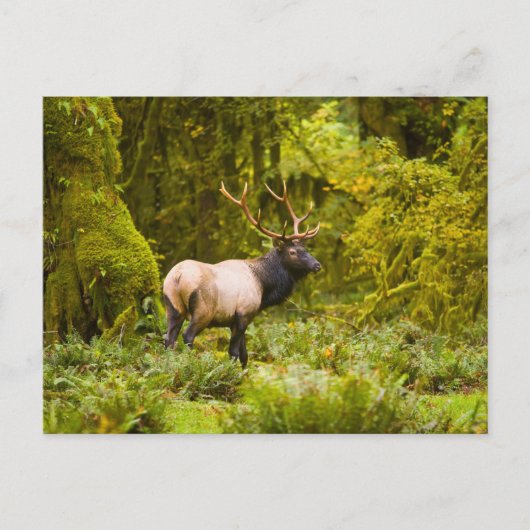 Bull Roosevelt Elk Stehend auf Wiese Postkarte (Vorderseite)